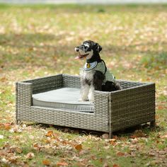 a dog sitting in a wicker bed on top of the grass with its mouth open