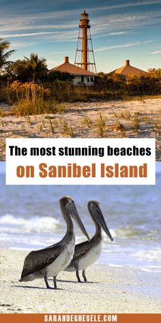 two pelicans standing on the beach in front of a light house with text overlay