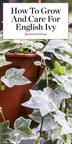 a potted plant with green leaves and the words how to grow and care for english ivy