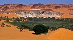 the desert is full of sand dunes and trees