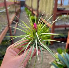 a person holding a plant in their hand