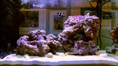 an aquarium filled with lots of different types of rocks and corals in front of it