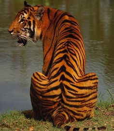 a tiger sitting on the ground next to a body of water with lily pads in it's mouth