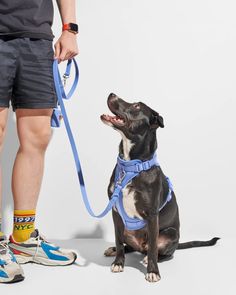 a black and white dog sitting next to a person wearing blue leashes with his mouth open