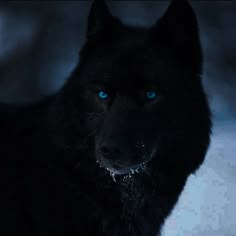 a black wolf with blue eyes looking at the camera in the dark snow covered woods