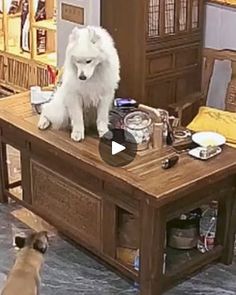 a dog sitting on top of a wooden table next to another dog in a living room