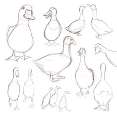 several ducks and geese are shown in this hand drawn drawing technique, which is easy to draw