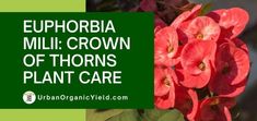 the euphobia milli - crown of thorns plant care is displayed