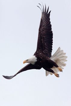 an eagle flying in the sky with its wings spread