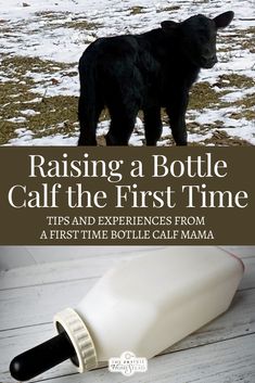 a bottle of milk sitting on top of a wooden table next to a black cow