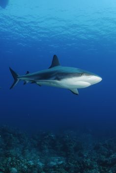 a shark swims in the ocean water