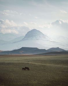 two horses grazing in an open field with mountains in the background