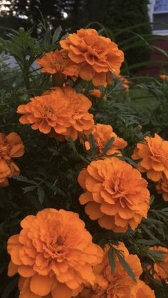 some orange flowers in front of a house