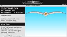 the website for albatroos can fly without flapping its wings