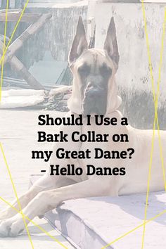 a large dog laying on top of a cement floor next to a wall with the words, should i use a bark collar on my great dane? - hello dane