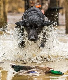 a dog is splashing in the water with his head above the duck's body