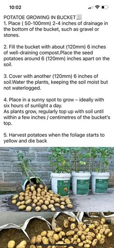 potatoes growing in buckets on the ground with text describing how to grow potatoes from seed