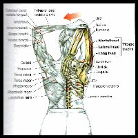 an image of the back and neck muscles