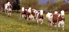 several brown and white cows are standing in the grass near a fence on a hill