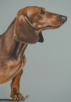 a painting of a brown dachshund dog on a gray background, looking up