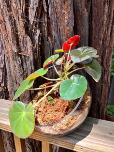 a potted plant sitting on top of a wooden table next to a tree trunk