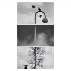 three different shots of birds flying around a lamp post and tree in the sky, with one bird sitting on top of a street light pole