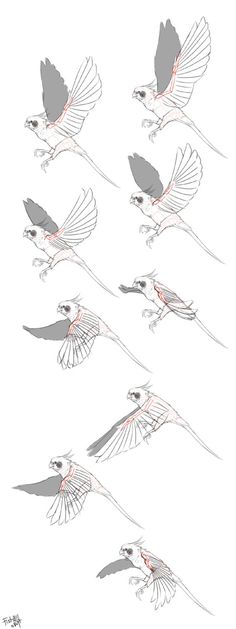 four drawings of birds flying in the sky