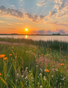 the sun is setting over a lake with wildflowers and grasses in front of it