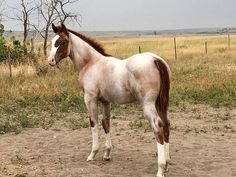 a brown and white horse standing on top of a dirt field