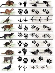 an animal's footprints and their tracks are shown in this drawing, which shows the different types of animals that can be found on land