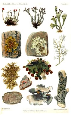 an illustration of sea plants and corals from the book marine life in west africa