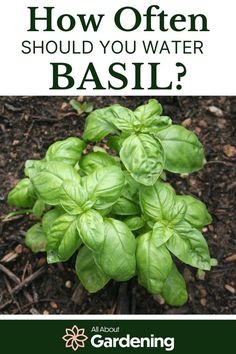 basil growing in the ground with text overlay how often should you water basil?