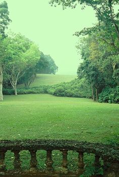 a lush green field surrounded by trees and bushes