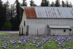 an old barn sits in the middle of a field full of purple and white flowers