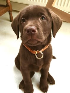 a brown dog sitting on top of a white floor