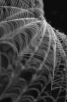 black and white photograph of spider webs