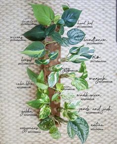 a green plant with the names of its leaves