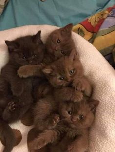 four kittens are huddled together in a pile on a blanket with stuffed animals behind them