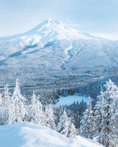 a snow covered mountain with trees in the foreground