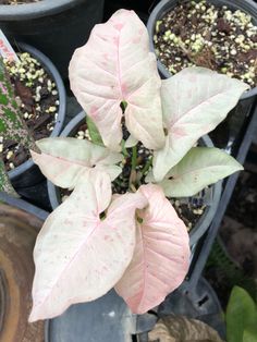 several potted plants with white and pink leaves