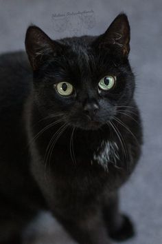 a black cat with green eyes looking at the camera