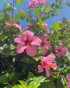 pink flowers blooming in the sun on a sunny day with green leaves and blue sky