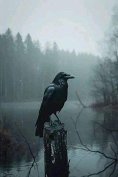 a black bird sitting on top of a wooden post in front of a body of water