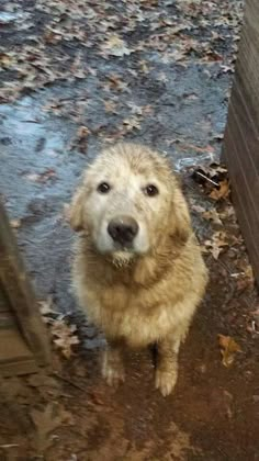 a brown dog sitting on top of a wet ground next to a wooden fence and leaves