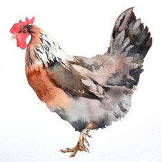 a watercolor painting of a rooster on a white background