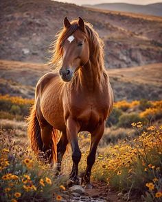 Beautiful Horses Pictures, Beautiful Arabian Horses, Two Horses, Most Beautiful Horses, Majestic Horse, Horse Equestrian