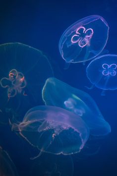 several jellyfish are swimming in the water