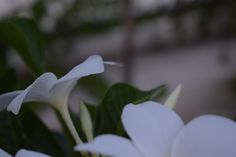 some white flowers with green leaves in the background