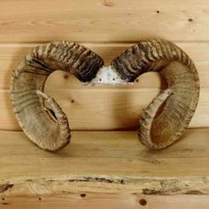 an animal's head mounted to the side of a wooden wall with two horns sticking out of it