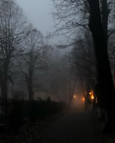 a foggy street at night with trees on both sides